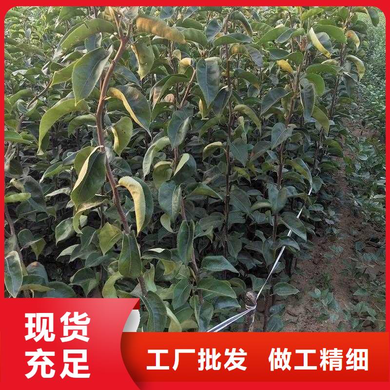 秋月梨种植苗一棵多少钱