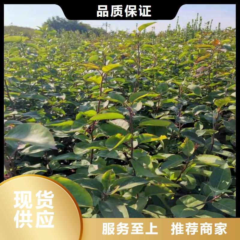秋月梨树苗一颗多少钱