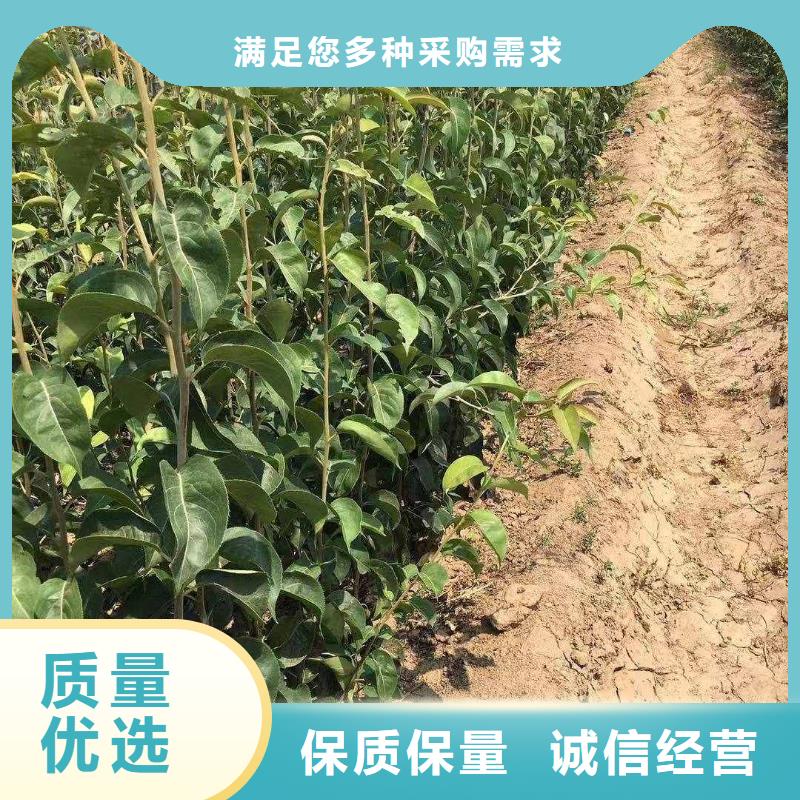 秋月梨苗高产品种