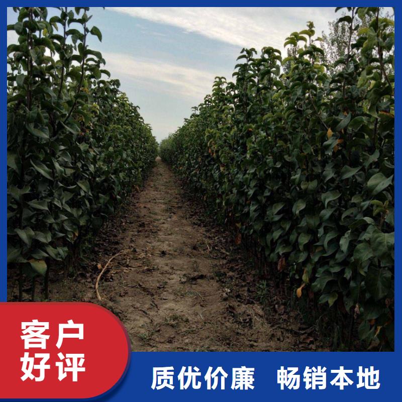 秋月梨苗高产品种