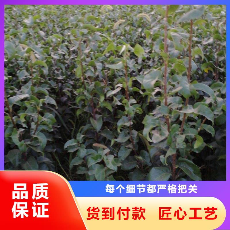 秋月梨种植苗种植方法