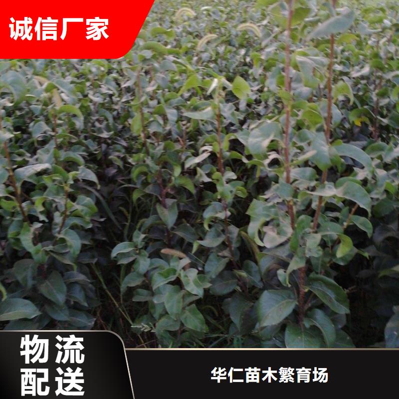 秋月梨苗高产品种