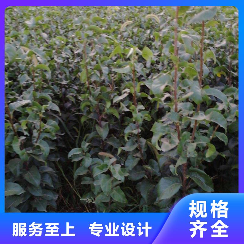 秋月梨苗高产品种