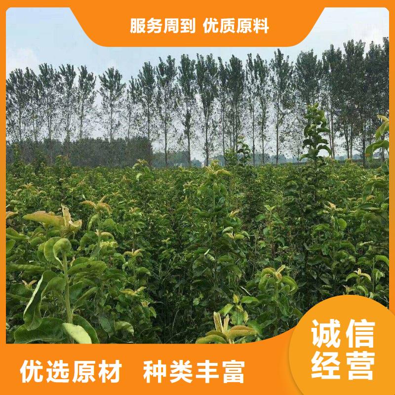 秋月梨苗高产品种
