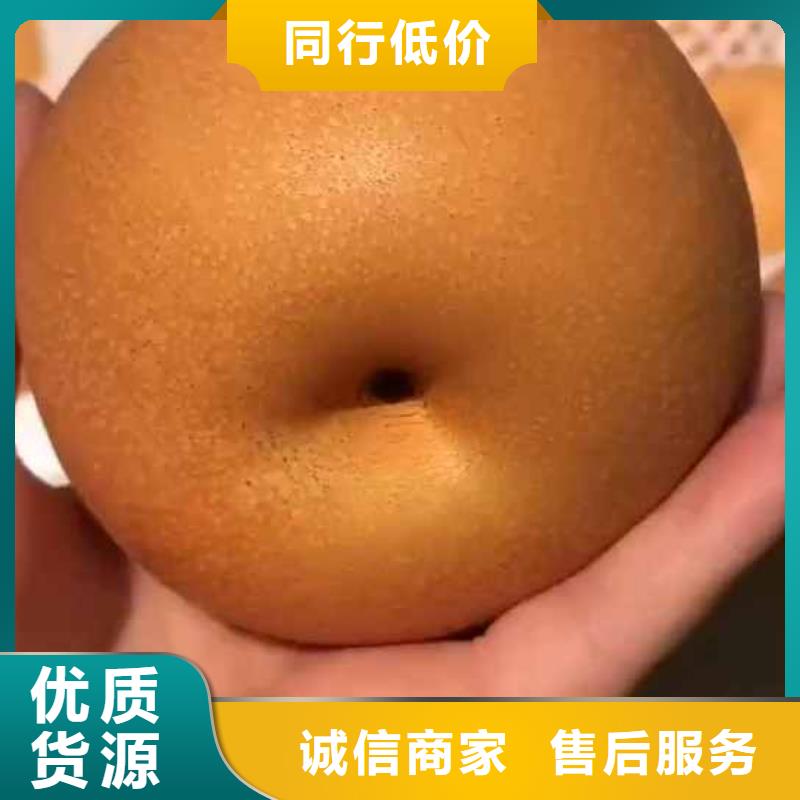 秋月梨苗高产品种