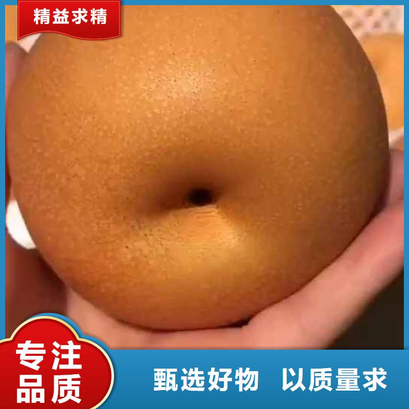 秋月梨种植苗种植方法