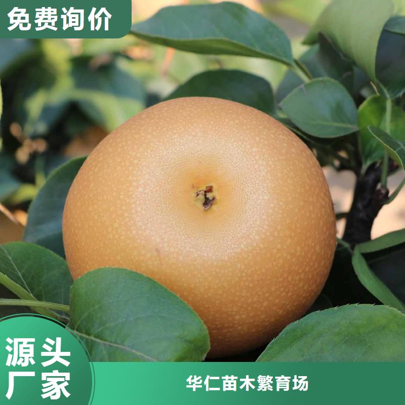 秋月梨种植苗种植方法