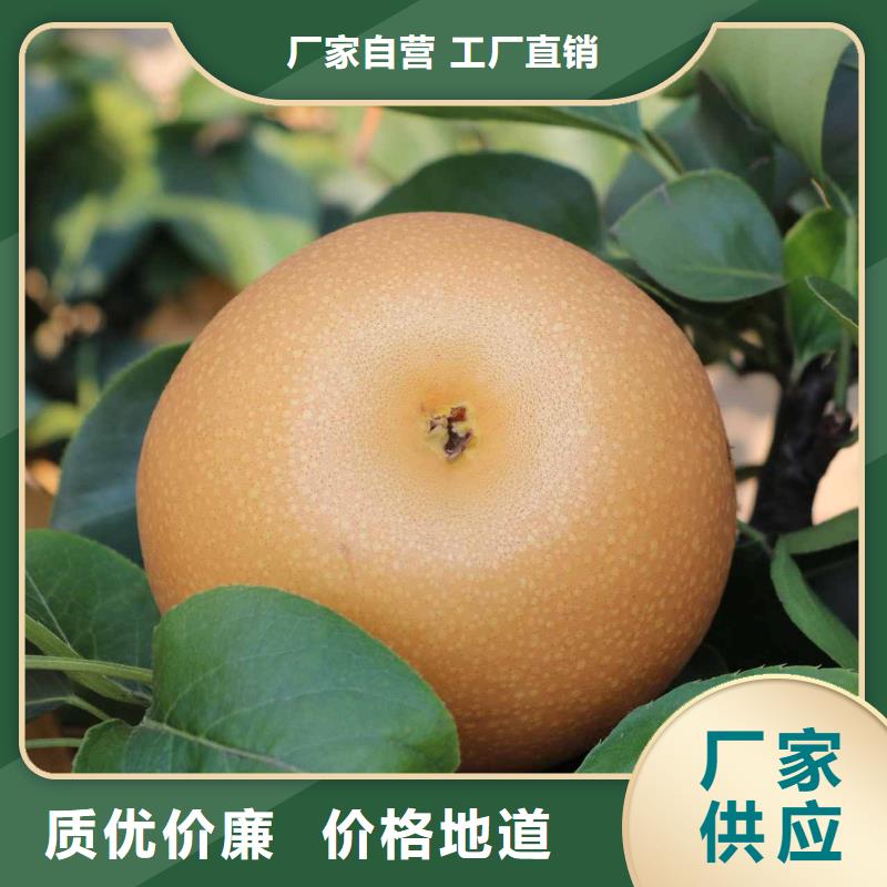 秋月梨苗高产品种