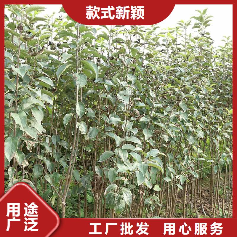 秋月梨苗高产品种