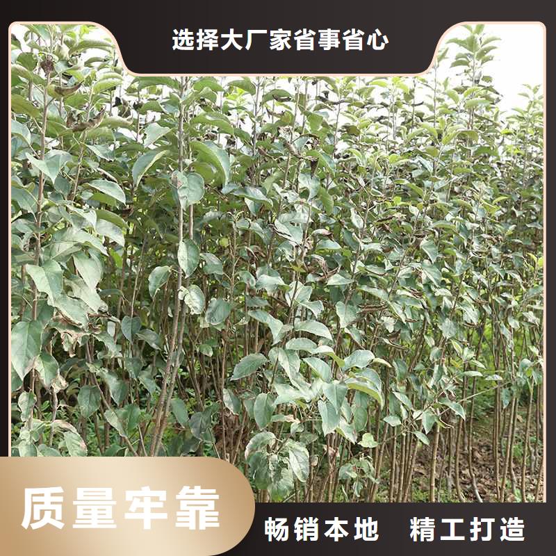 秋月梨种植苗种植方法