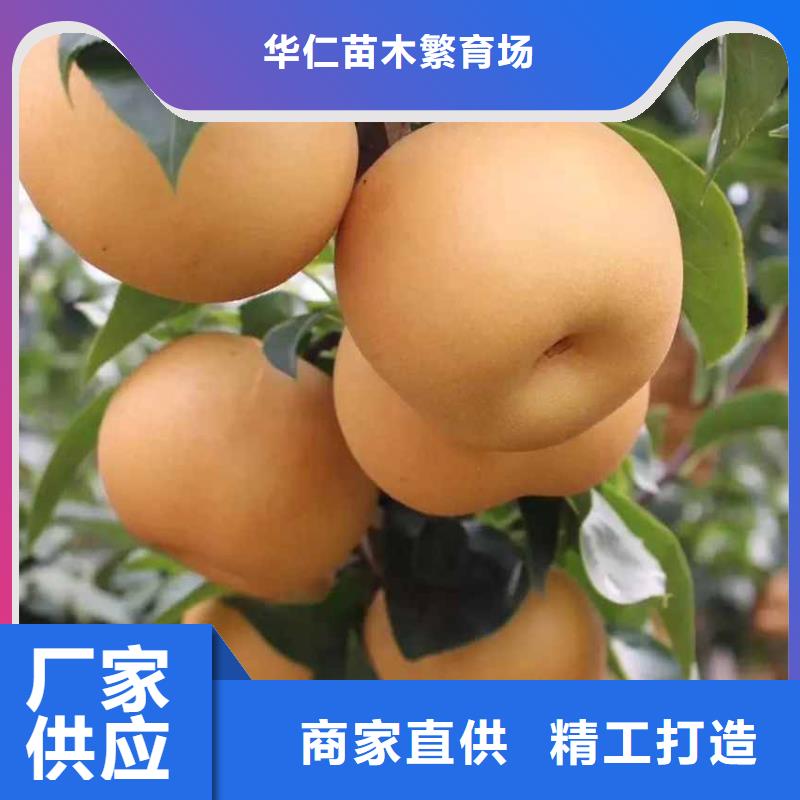 秋月梨苗高产品种