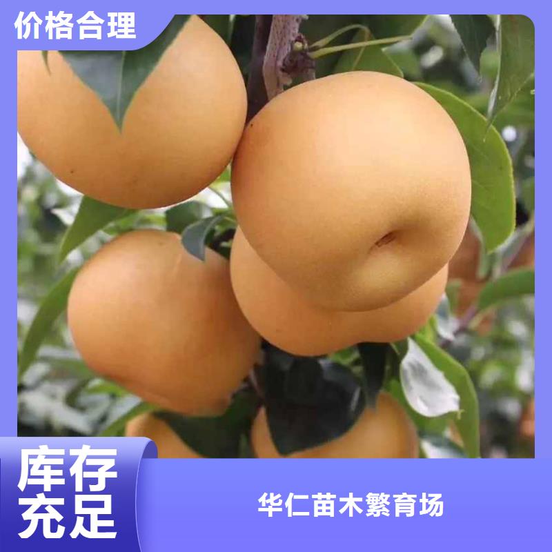 秋月梨种植苗种植方法