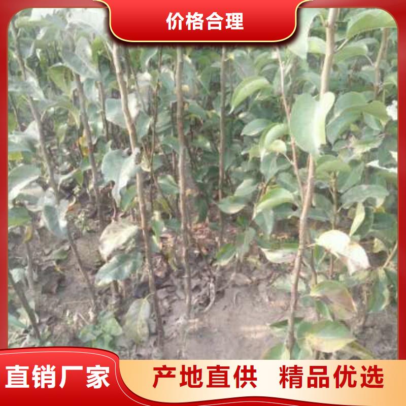 秋月梨苗高产品种