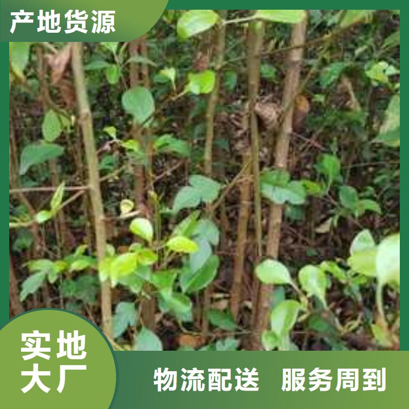 杜梨奥红一号梨苗支持拿样