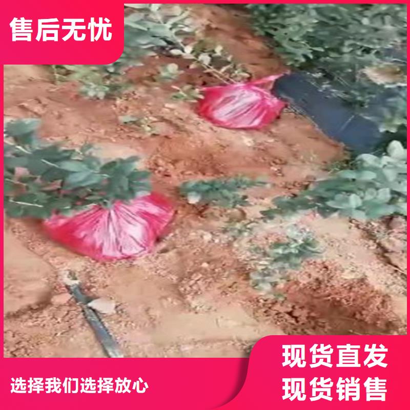 蓝莓苗玛瑙红石榴苗批发价格