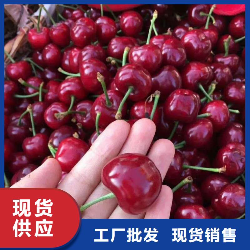 矮化车厘子树苗一亩地栽多少棵