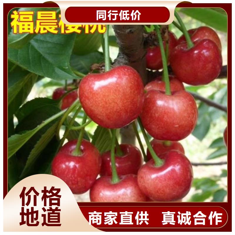 矮化车厘子树苗一亩地栽多少棵