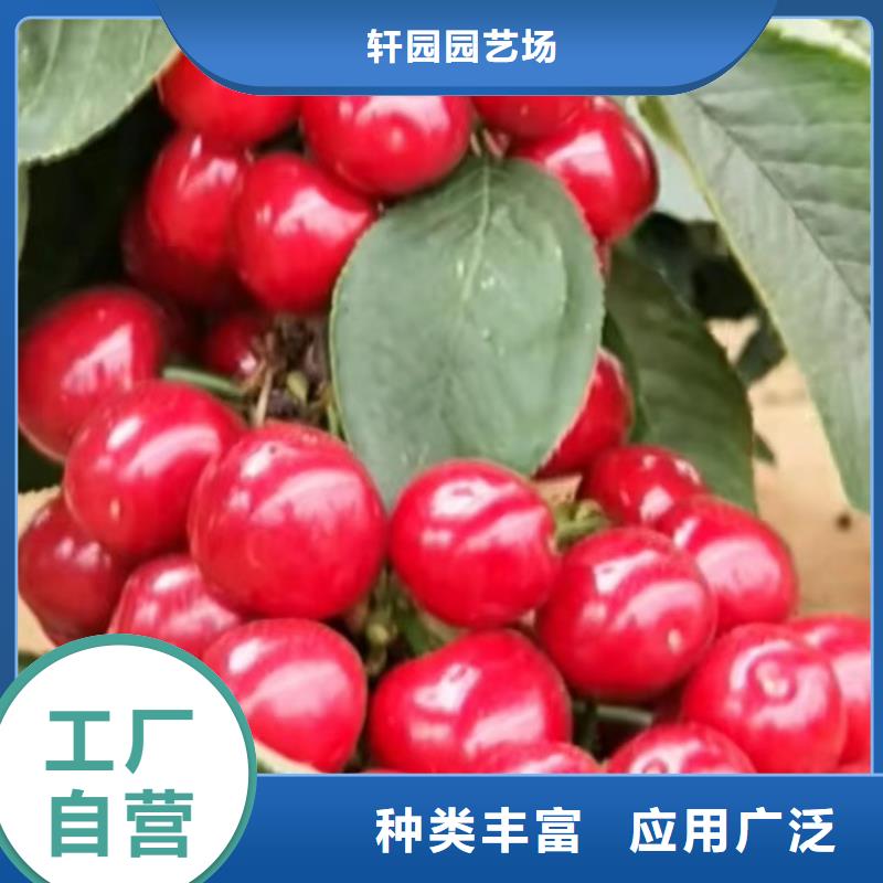 矮化车厘子树苗一亩地栽多少棵