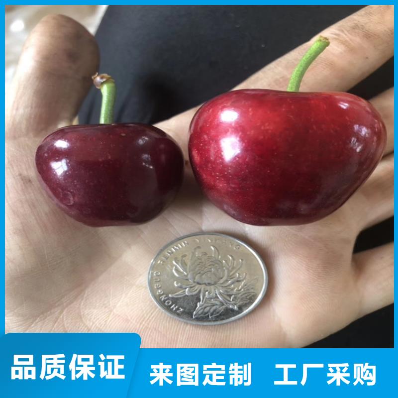 矮化车厘子树苗一亩地栽多少棵