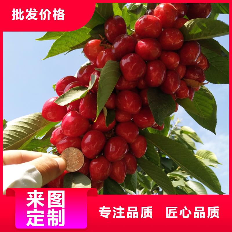 矮化车厘子树苗一亩地栽多少棵