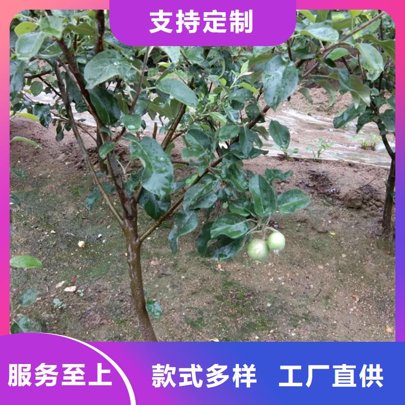 苹果【蓝莓苗】质量检测