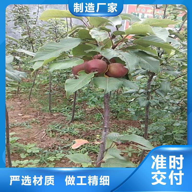 苹果【蓝莓苗】质量检测