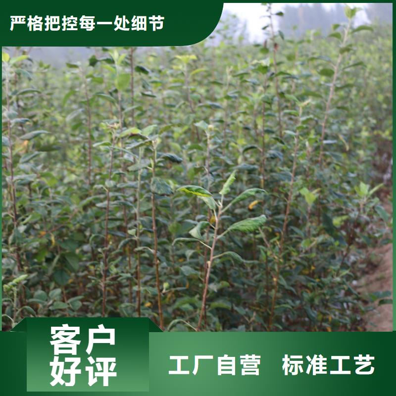 苹果【蓝莓苗】质量检测