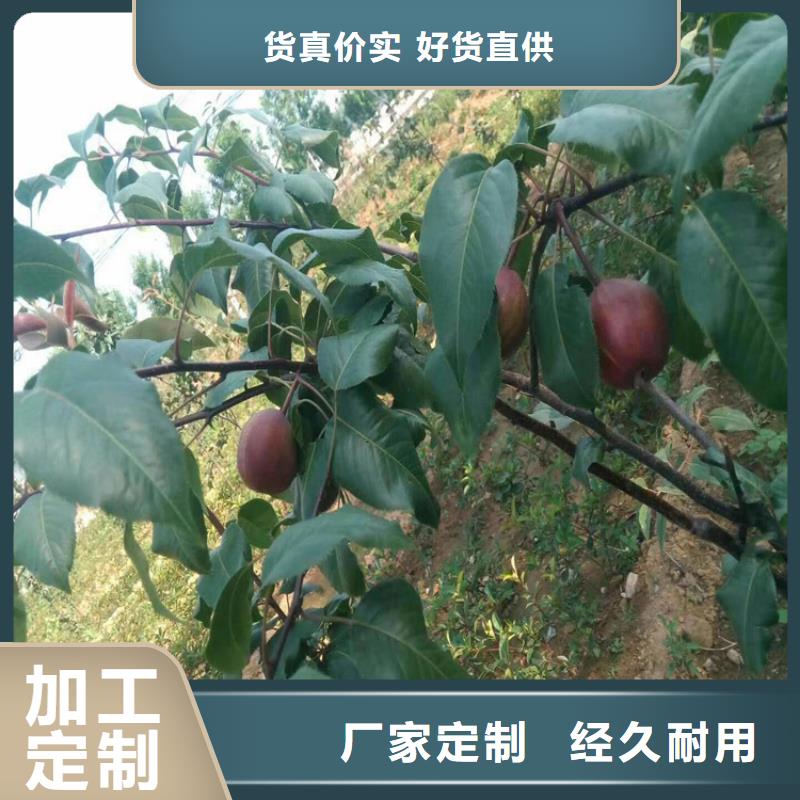 梨树_苹果苗信誉有保证