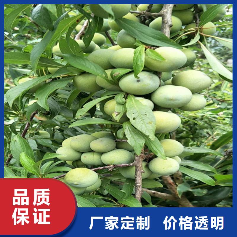 李子_樱桃苗高质量高信誉