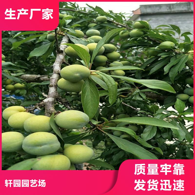 李子_樱桃苗高质量高信誉