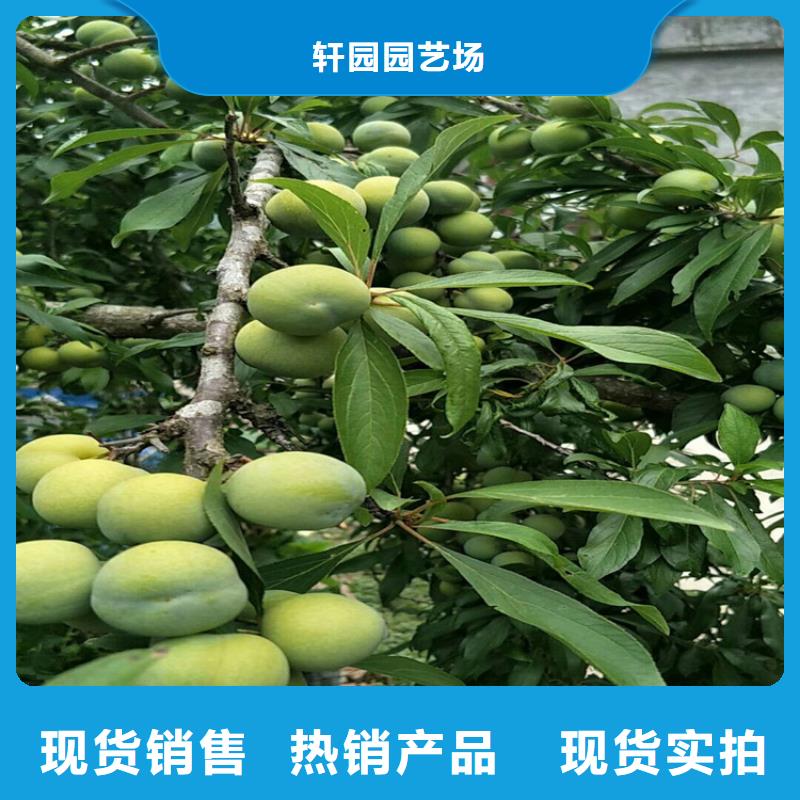 女神李子苗欢迎咨询