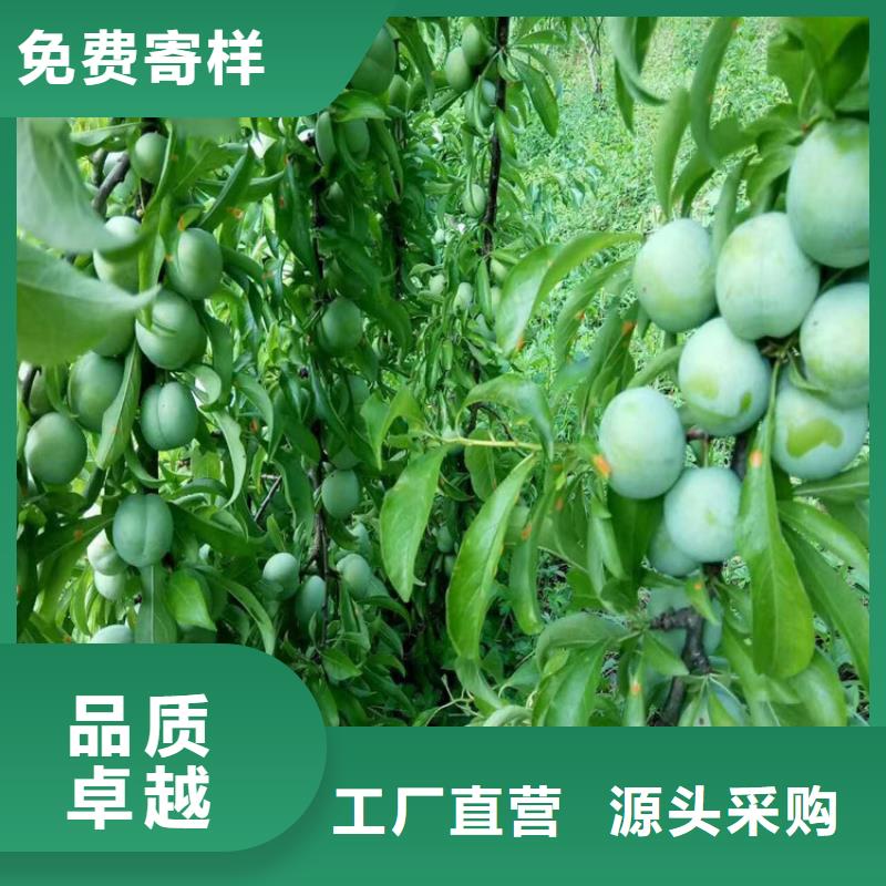李子_樱桃苗高质量高信誉