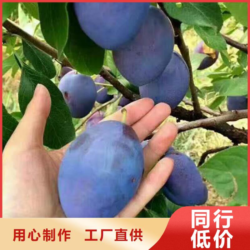 李子_樱桃苗高质量高信誉