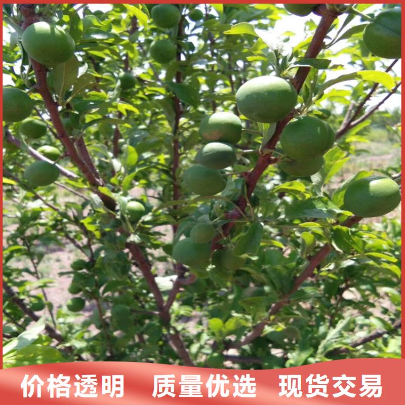 李子_樱桃苗高质量高信誉