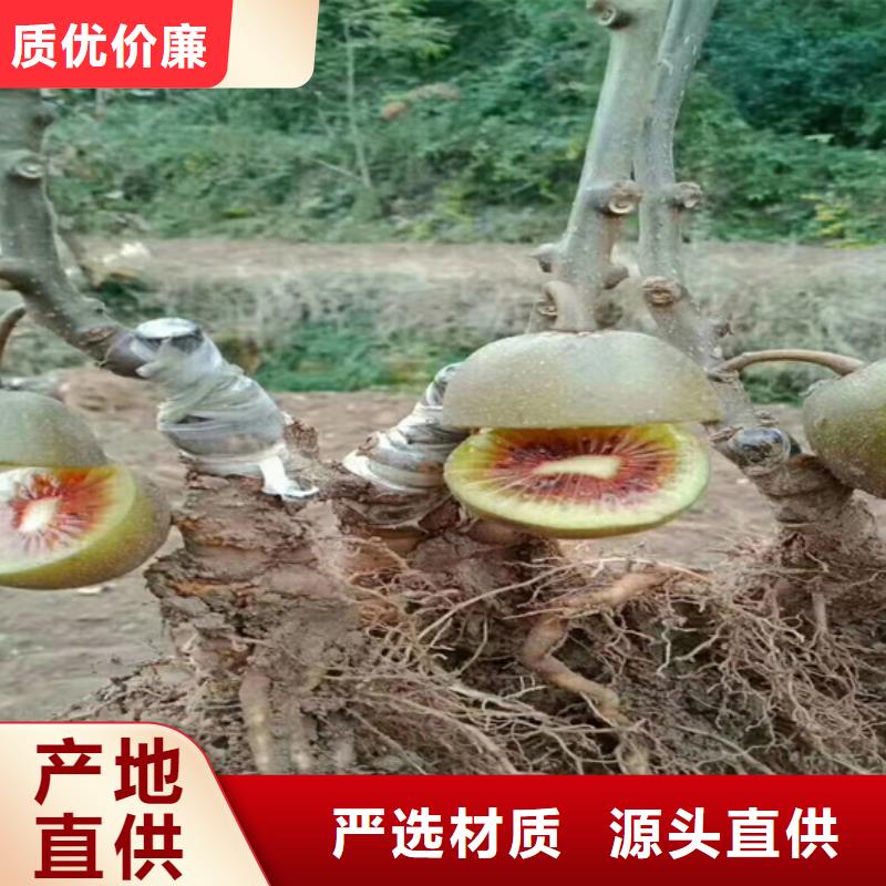 猕猴桃桃树苗颜色尺寸款式定制