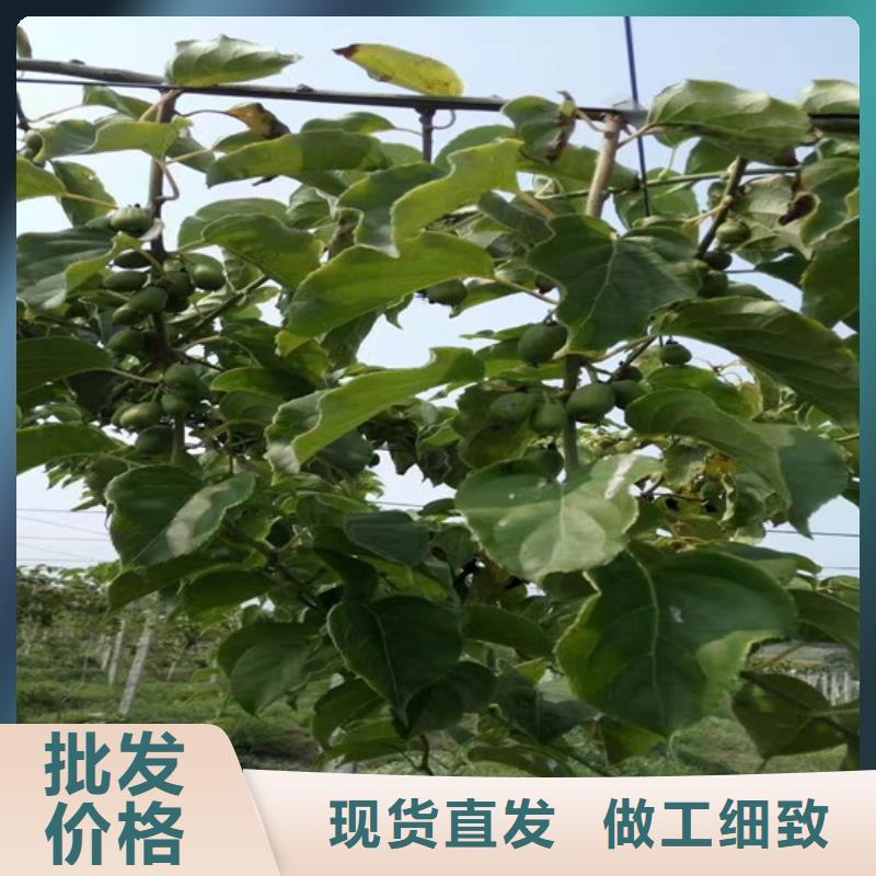 猕猴桃桃树苗颜色尺寸款式定制