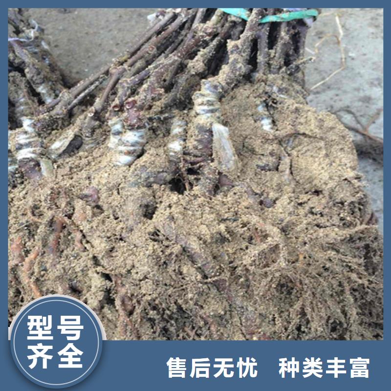 猕猴桃桃树苗颜色尺寸款式定制