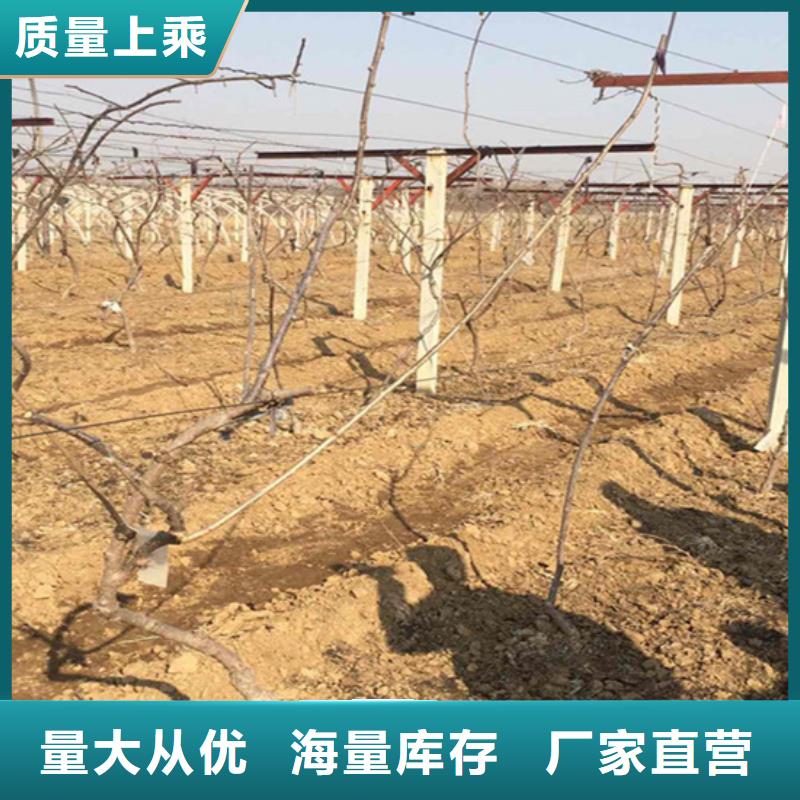 猕猴桃桃树苗颜色尺寸款式定制