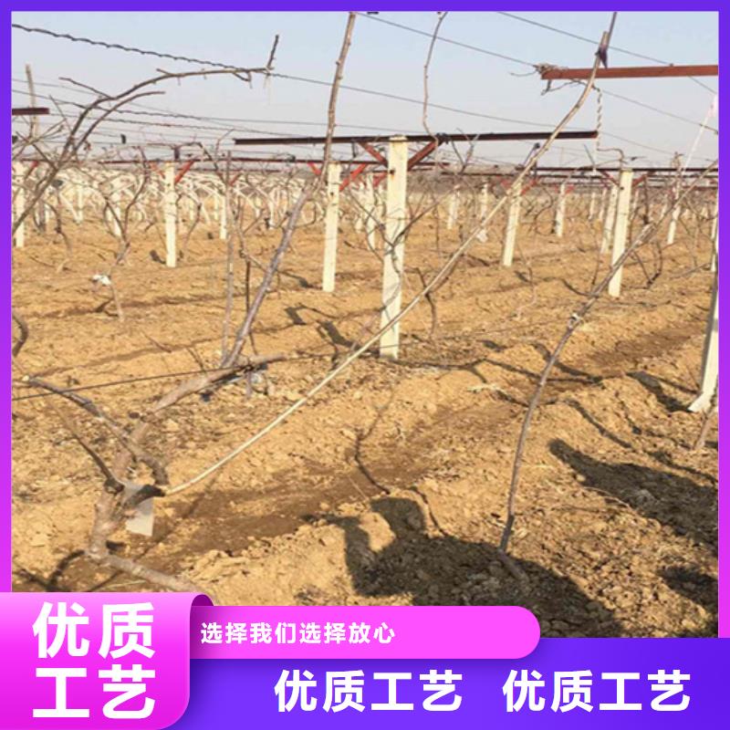 猕猴桃桃树苗颜色尺寸款式定制