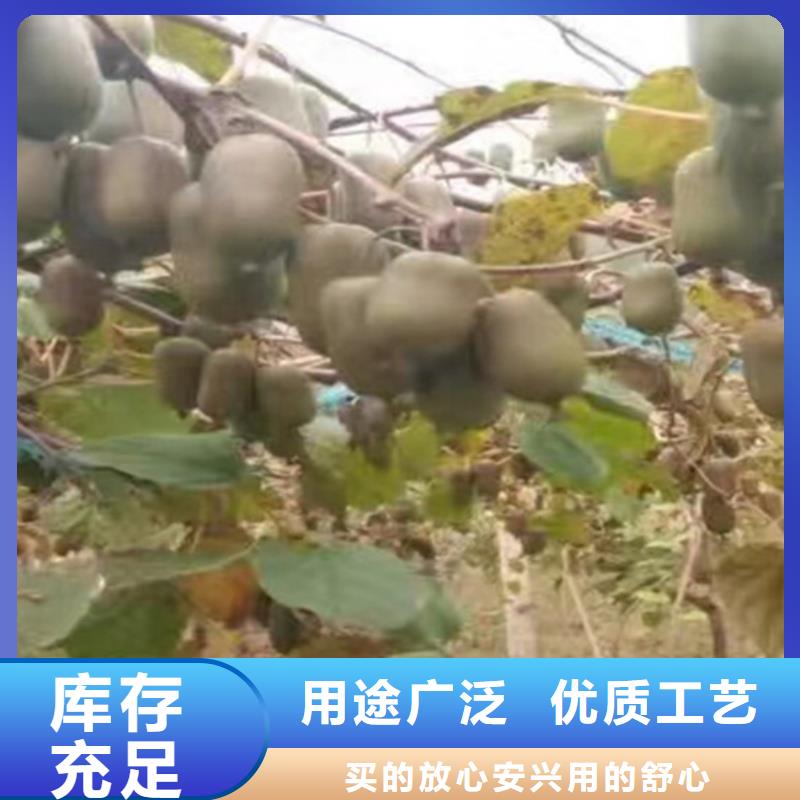 猕猴桃桃树苗颜色尺寸款式定制