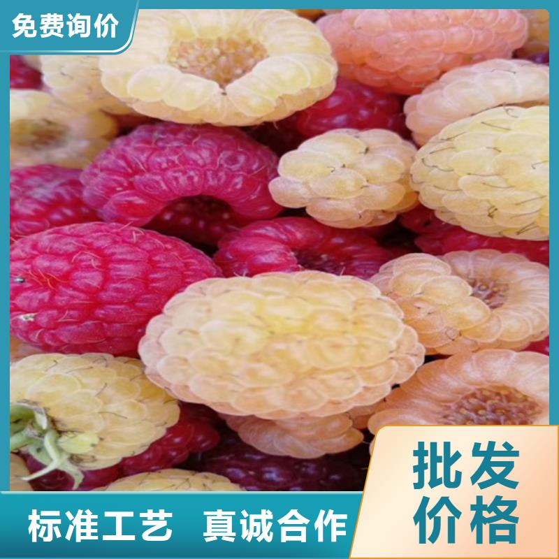 树莓【樱桃苗】厂家货源稳定