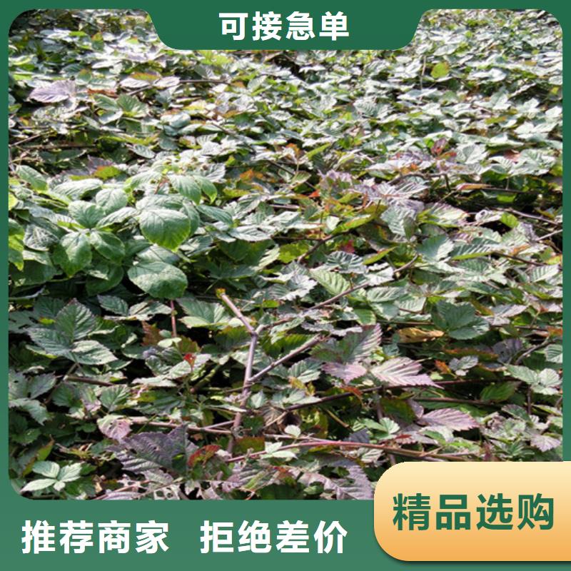 树莓【樱桃苗】厂家货源稳定