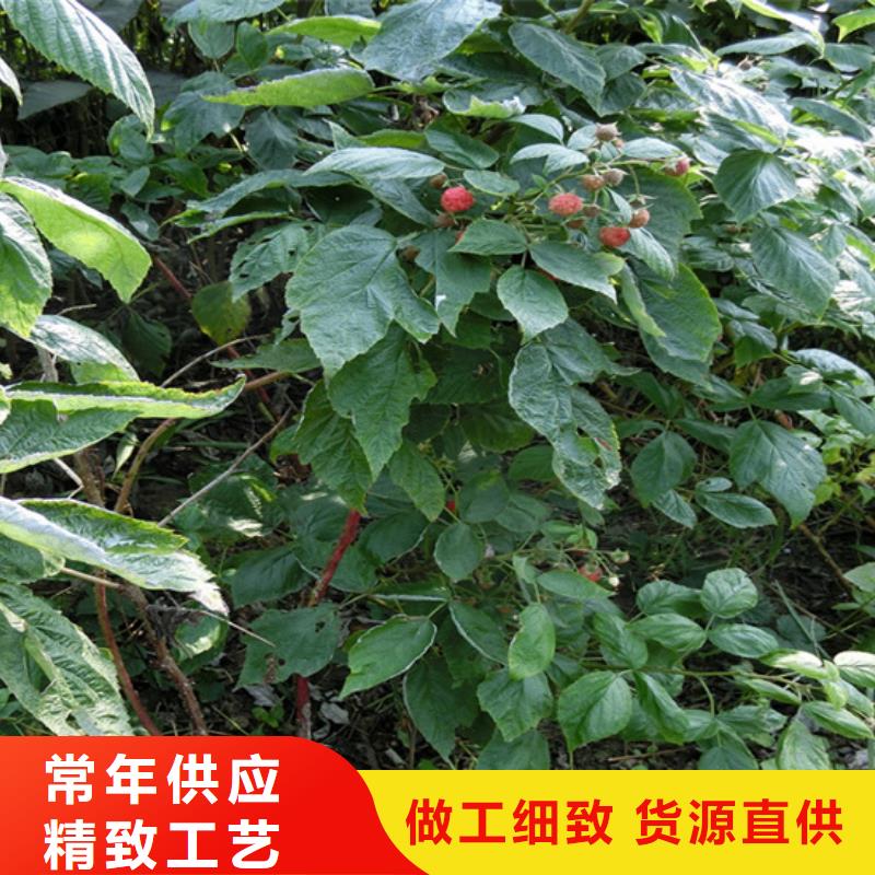树莓【樱桃苗】厂家货源稳定