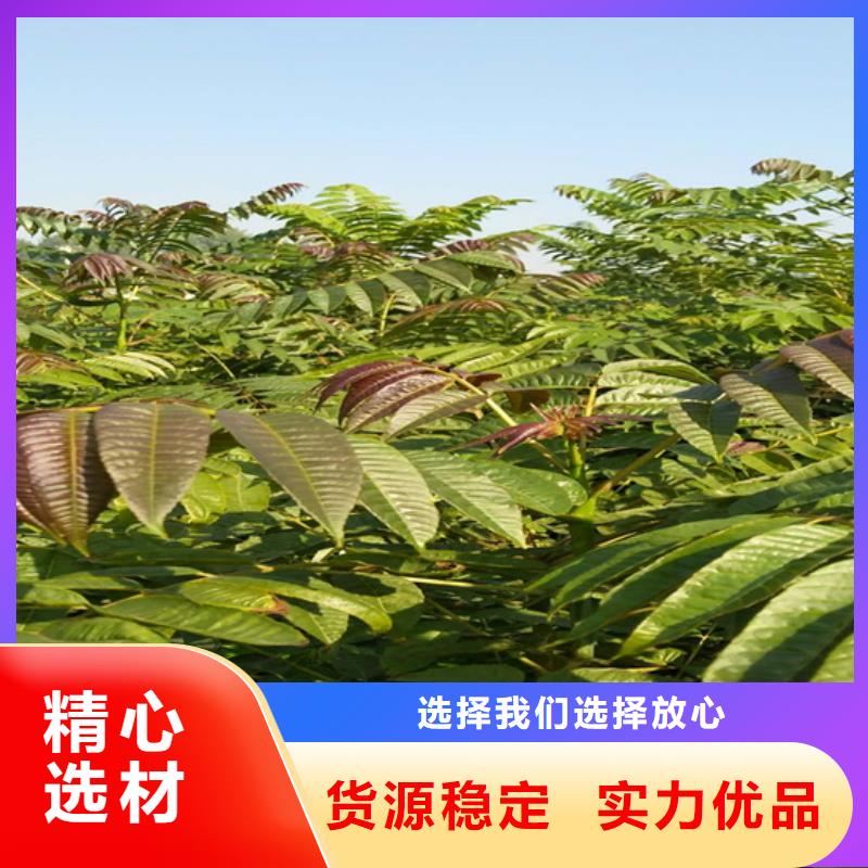 香椿苹果苗工厂批发