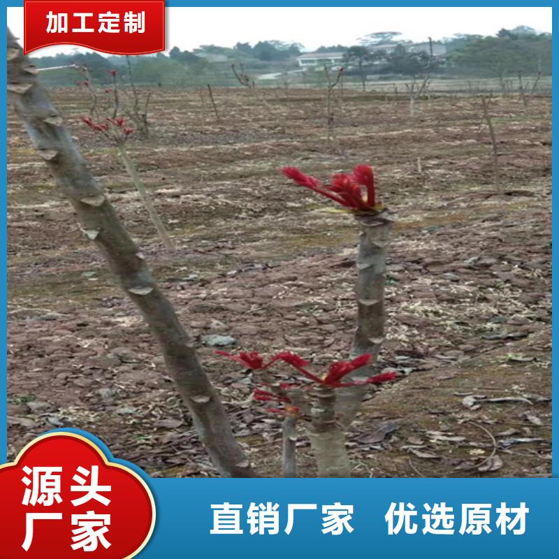 香椿苹果苗工厂批发