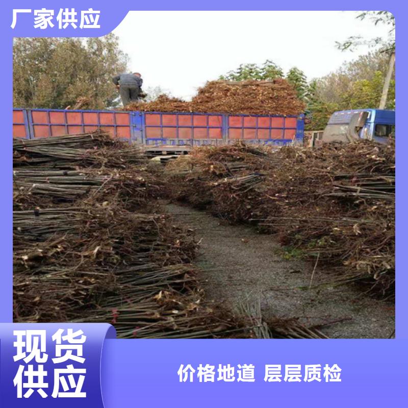 香椿-桃树苗快速报价