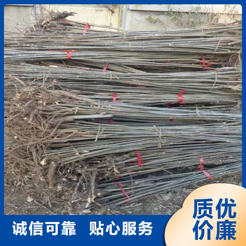 香椿-桃树苗快速报价