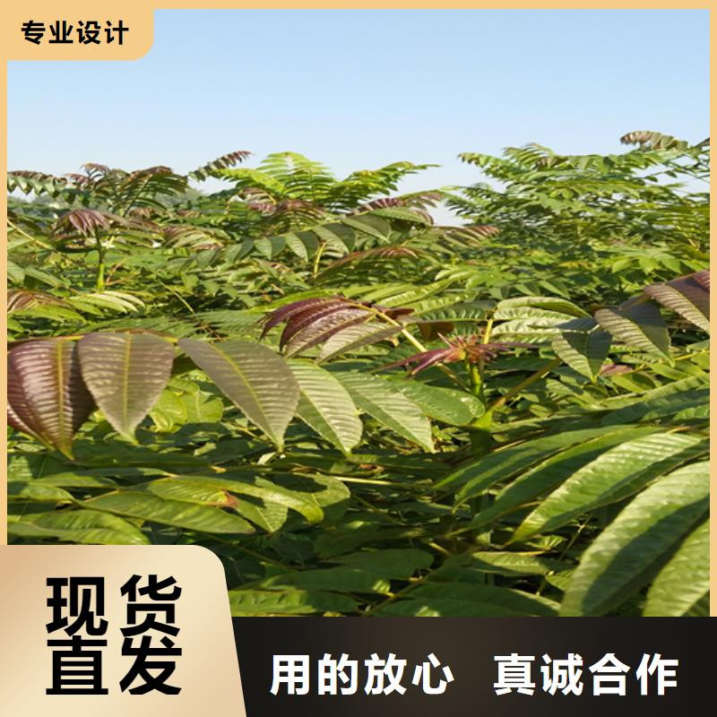 香椿-桃树苗快速报价
