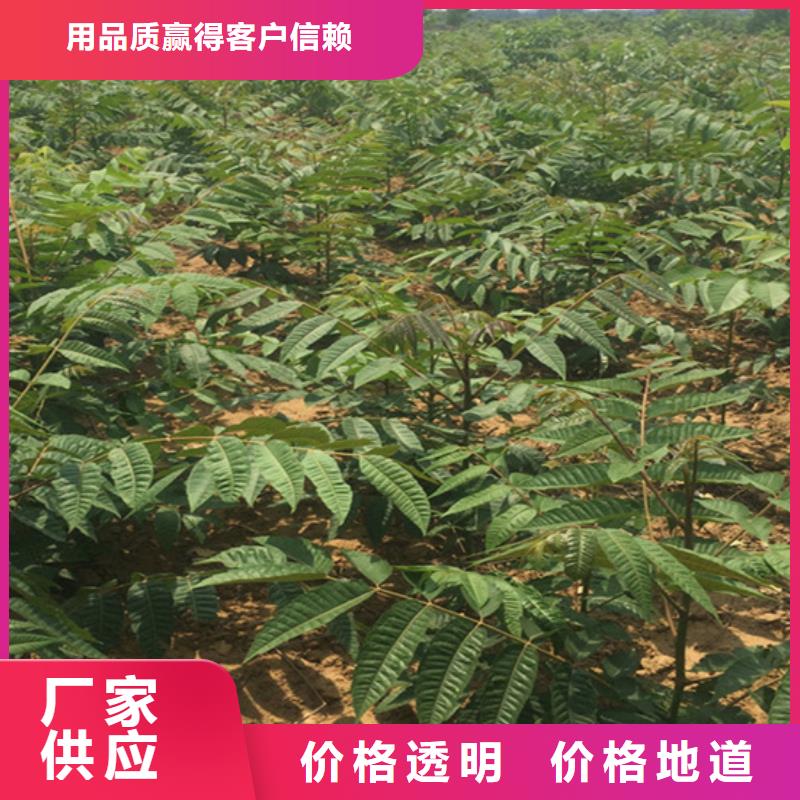 香椿-桃树苗快速报价