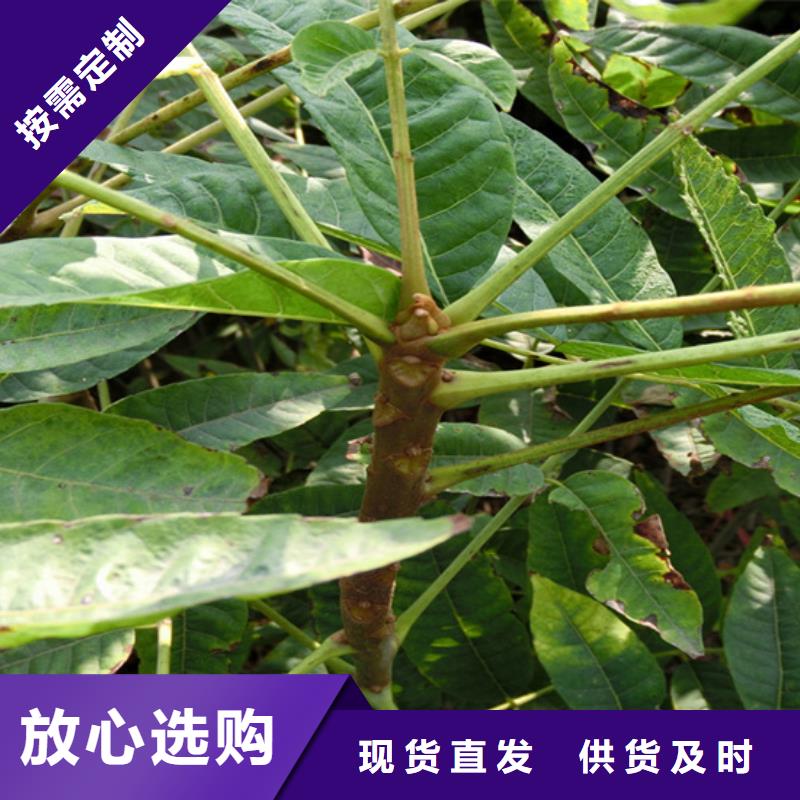 香椿苹果苗工厂批发